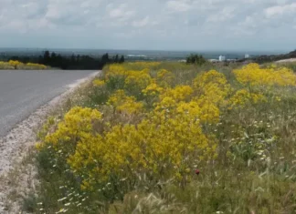 Transport for London’s wildflower verges double in two years, boosting bees, butterflies and birds Transport for London’s wildflower verges double in two years, boosting bees, butterflies and birds